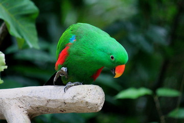 Happy parrot