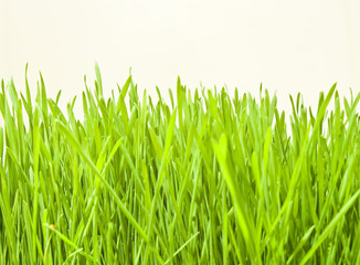Fototapeta na wymiar fresh wheatgrass