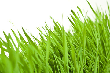 fresh wheatgrass