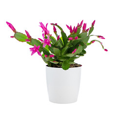 Easter Cactus (Rhipsalidopsis cactus)