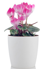 Beautiful pink Cyclamen flower