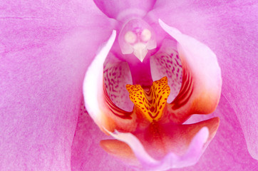 Closeup of beautiful pink orchid