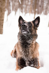 Belgian shepherd