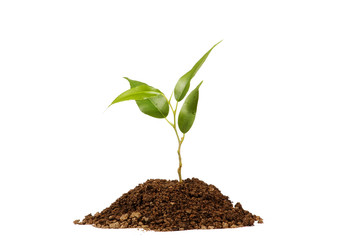 Young green plant on a white