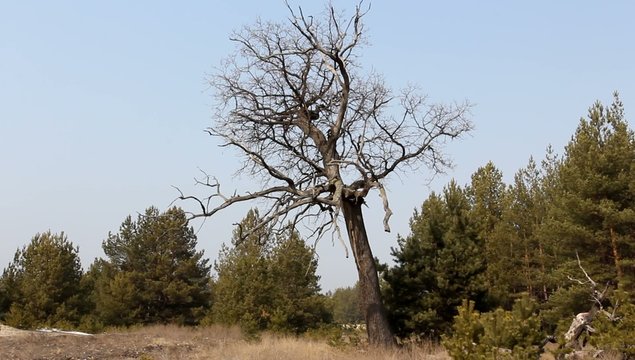 old dry oak in a forest