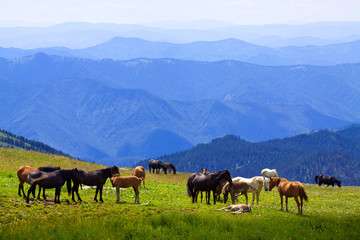 Fototapeta na wymiar konie na łące górach