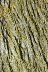 Natural rock texture surface lichen and moss close up.