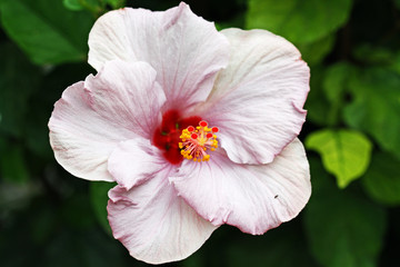 BLUMEN_0167_Hibiscus © Stephan von Mikusch