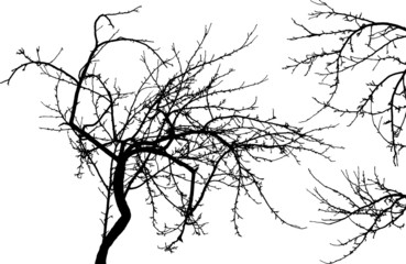 Black silhouette of naked tree and two branches