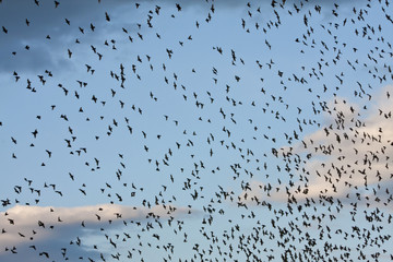 Starenschwarm am Sommerhimmel