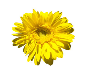 Yellow gerbera on blue sky