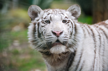 Fototapeta na wymiar Biały tygrys z otwartymi ustami