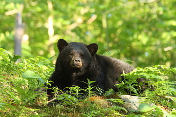 Black Bear resting in the woods