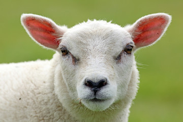 spring lamb - 39921691