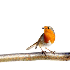 European robin on a branch - 39921698