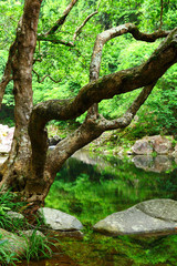 tree and water in jungle
