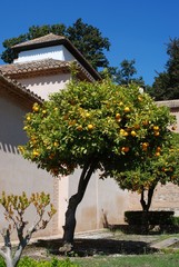 Orange tree, Granada, Spain © Arena Photo UK