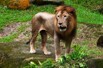 Male Lion standing and waiting
