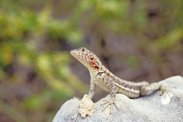 Lava lizard, Galapagos Islands, Ecuador