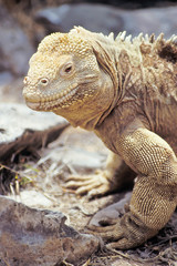 Santa Fe land iguana, Galapagos Islands, Ecuador