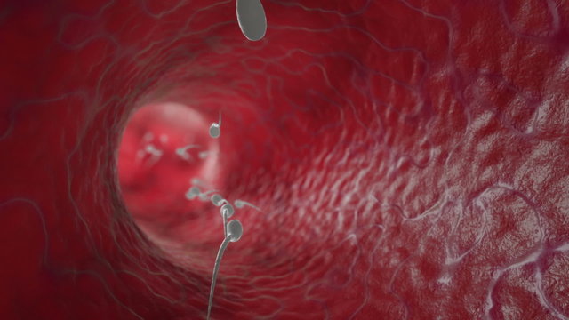 Sperm. HD. Looped.
