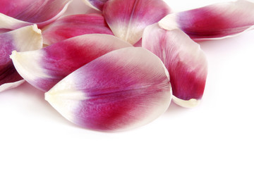 Closeup petals of tulip