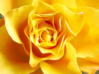 Obraz na płótnie Canvas close up of yellow rose