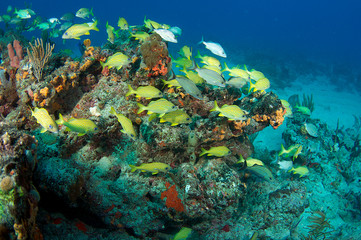 Fish aggregation on a coral tropical reef.