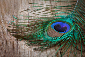 Fototapeta premium peacocks feather on wooden board