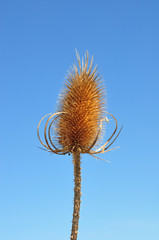 Wilde Karde (Dipsacus fullonum)