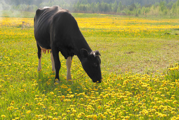 A cow in a meadow of yellow dandelions