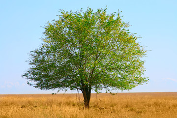 green tree  in field