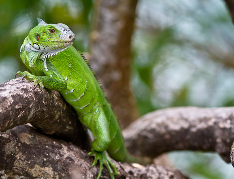 Iguane vert en Guadeloupe.