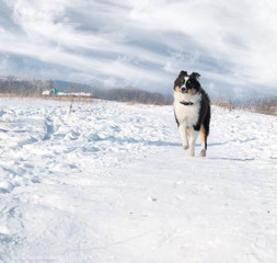 Puppy Shetland Sheepdog in the snow