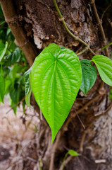 Green betel leaf in the park.