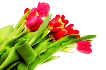 tulip flowers
