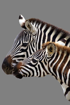 Fototapeta Young  zebra and his mother. Isolated on grey background