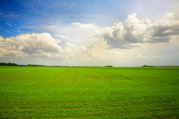 agricultural field