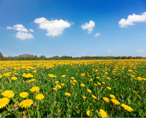 Yellow flowers hill under blue cloudy sky