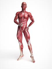 Fototapeta na wymiar 3d rendered scientific illustration of the males muscles