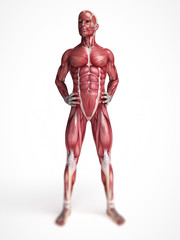 Fototapeta na wymiar 3d rendered scientific illustration of the males muscles