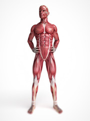 3d rendered scientific illustration of the males muscles