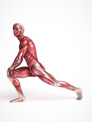 3d rendered scientific illustration of the males muscles