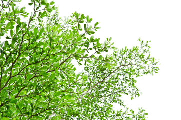 Naklejka premium Green leaves isolated on the white.