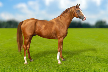 Naklejka na ściany i meble Red warmbllood horse on green grass