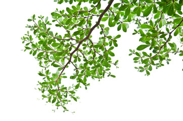 Green leaves isolated on the white.