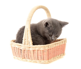 kitten in a basket, isolated.