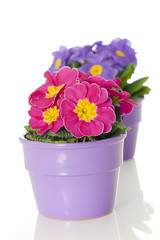 Two Primrose in flower pot