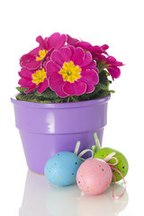 Primrose in flower pot