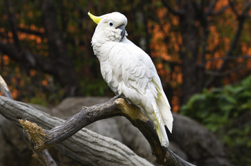 Perroquet blanc sur une branche